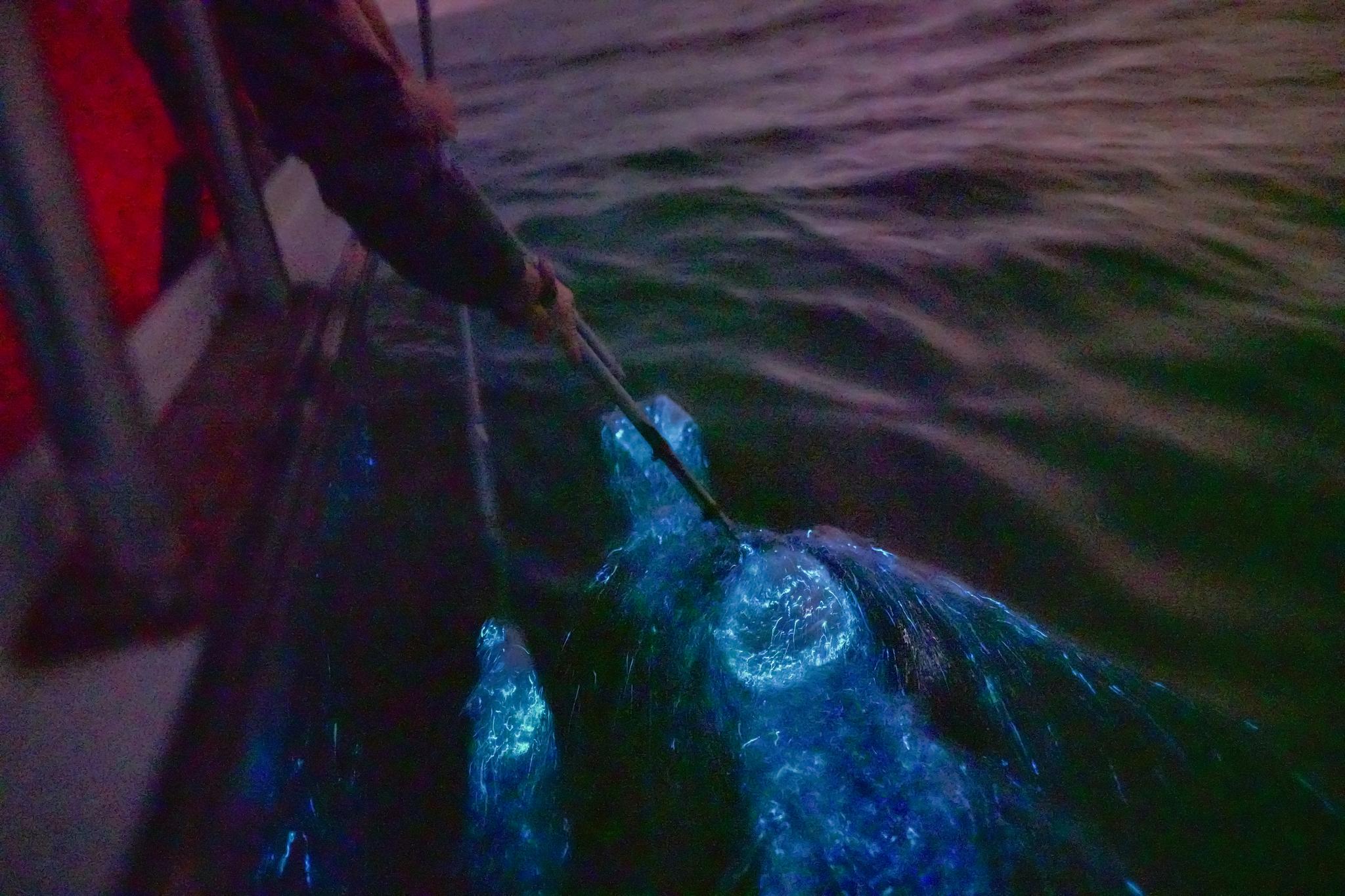 Blue Tears Kuala Selangor Night Boat Tour 4