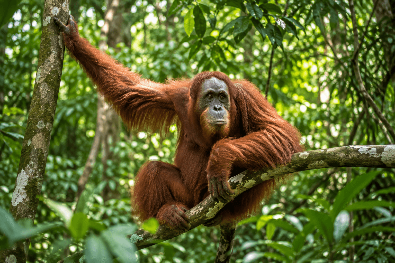 Wildlife in Malaysia: Animals & Where to See Them