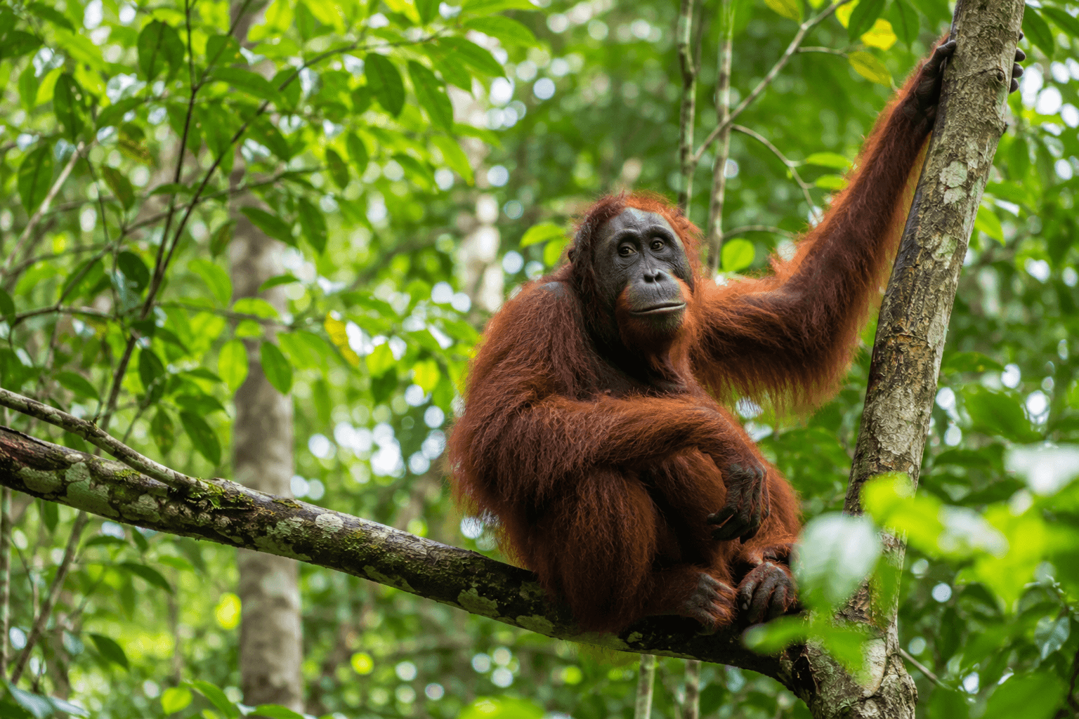 Semenggoh Wildlife Centre: Visitor Guide & Tips